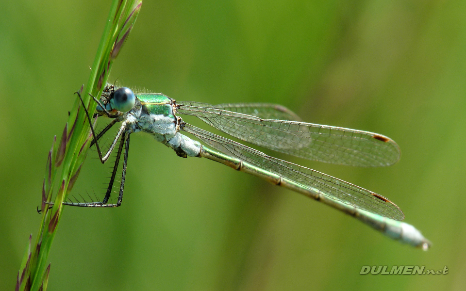 Common Spreadwing (Male, Lestes sponsa)